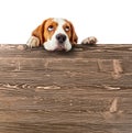 Cute beagle puppy looking at the top . Royalty Free Stock Photo