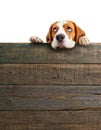 Cute beagle puppy looking at the top . Royalty Free Stock Photo