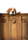 Cute beagle puppy looking at the top . Royalty Free Stock Photo