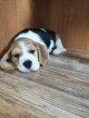 cute beagle puppy lying on the floor Royalty Free Stock Photo