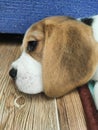 cute beagle puppy lying on the floor Royalty Free Stock Photo