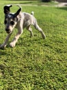 Cute Beagle puppy 3 months running happy over the meadow Royalty Free Stock Photo