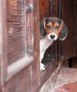 Cute Beagle puppy sitting on doorstep