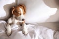 Cute Beagle puppy sleeping in bed, top view. Adorable pet Royalty Free Stock Photo