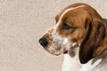 Cute beagle with sad eyes