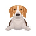 Cute beagle with shiny eyes lying isolated on white background. Small hunting dog with adorable muzzle. Flat vector