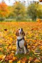 Cute beagle sits in anticipation of falling autumn leaves