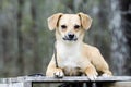 Cute Beagle Terrier mixed breed puppy dog laying on a pallet