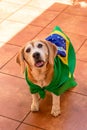 Cute Beagle With Yellow Glasses and Flag Cheering for Brazil to be the Champion