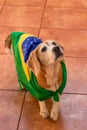 Cute Beagle With Yellow Glasses and Flag Cheering for Brazil to be the Champion