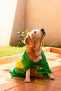 Cute Beagle With Yellow Glasses and Flag Cheering for Brazil to be the Champion