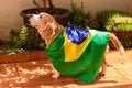 Cute Beagle With Yellow Glasses and Flag Cheering for Brazil to be the Champion