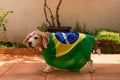 Cute Beagle With Yellow Glasses and Flag Cheering for Brazil to be the Champion