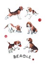 Cute beagles with a ball and letter beagle .