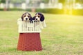 Cute Beagles Royalty Free Stock Photo