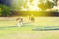 Cute Beagles in garden
