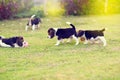 Cute Beagles in garden