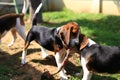 Cute Beagles playing in backyard Royalty Free Stock Photo