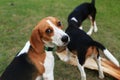 Cute Beagles playing in backyard Royalty Free Stock Photo