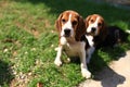 Cute Beagles playing in backyard Royalty Free Stock Photo