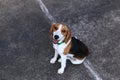 Cute Beagles playing in backyard