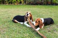 Cute Beagles playing in backyard Royalty Free Stock Photo