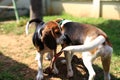 Cute Beagles playing in backyard Royalty Free Stock Photo