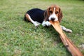 Cute Beagles playing in backyard Royalty Free Stock Photo