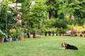 Cute Beagles playing in backyard Royalty Free Stock Photo