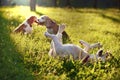 Cute Beagles playing Royalty Free Stock Photo