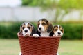 Cute Beagles