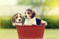 Cute Beagles Royalty Free Stock Photo