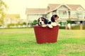 Cute Beagles Royalty Free Stock Photo