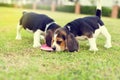 Cute beagles Royalty Free Stock Photo