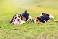 Cute Beagles Royalty Free Stock Photo