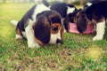Cute Beagles Royalty Free Stock Photo