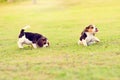Cute beagles Royalty Free Stock Photo
