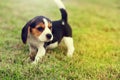 Cute Beagles Royalty Free Stock Photo