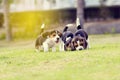 Cute beagles Royalty Free Stock Photo