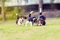 Cute Beagles Royalty Free Stock Photo