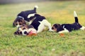 Cute Beagles Royalty Free Stock Photo