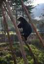 Cute bear climbing