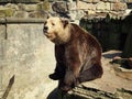 Cute bear at the zoo - Part 1