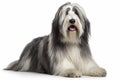 Cute Bearded collie dog in studio, created with generative AI Royalty Free Stock Photo