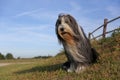 Bearded Collie portrait Royalty Free Stock Photo