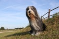 Bearded Collie Royalty Free Stock Photo