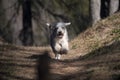 Cute Bearded Collie running in forest Royalty Free Stock Photo