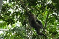 Cute bearded sakis monkey hanging on the branches of a green tree Royalty Free Stock Photo