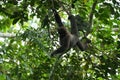 Cute bearded sakis monkey hanging on the branches of a green tree Royalty Free Stock Photo