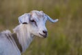 Cute beautiful autumn Young goatling outdoors she-goat feeding with grass, grazing on nature countryside. Domestic, eco farm Royalty Free Stock Photo